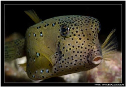 Yellow boxfish close-up    Fuji S5 Pro/105 VR by Yves Antoniazzo 